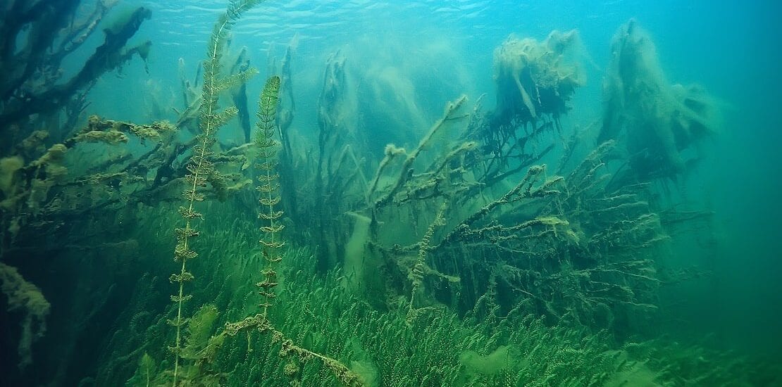 Der Kampf gegen die Wasserpest Elodea