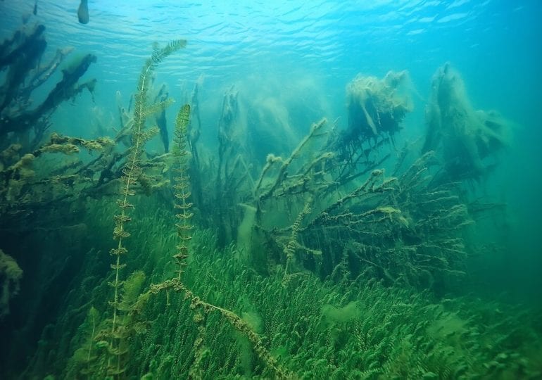 Der Kampf gegen die Wasserpest Elodea