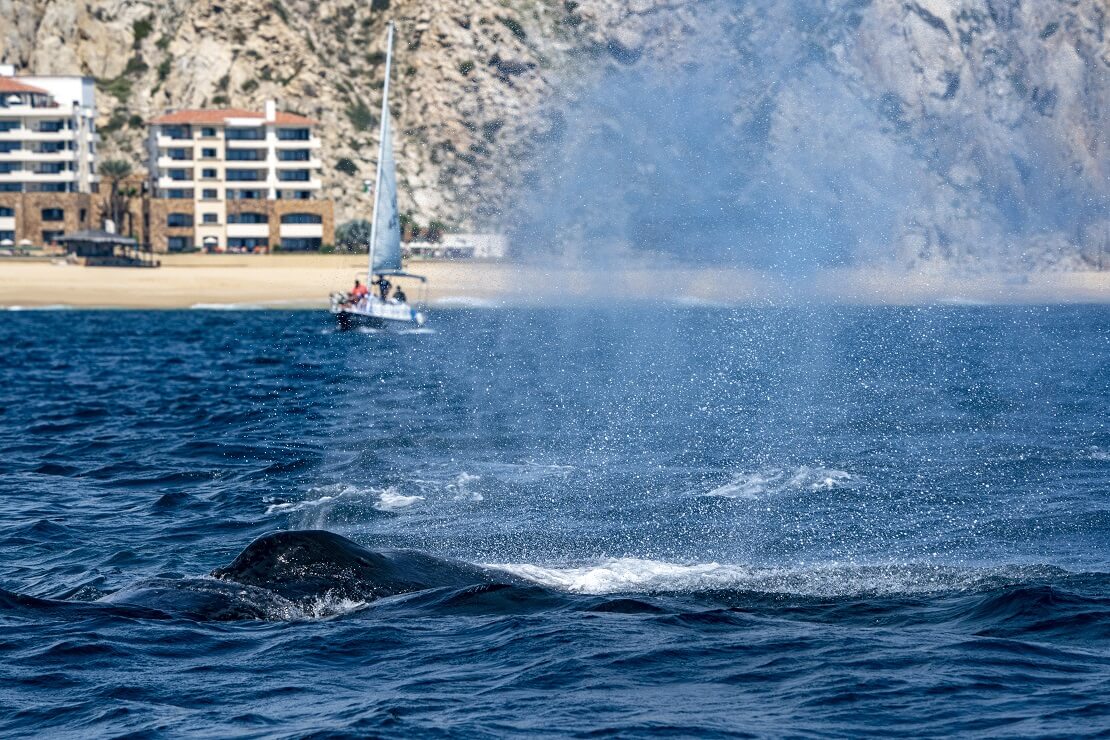 Wal vor der Küste von Tonga im Hintergrund ein Segelboot