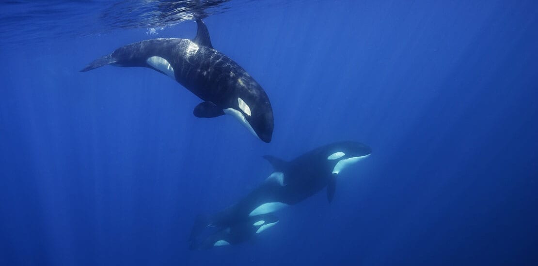 Orca-Angriffe auf Segelboote geben Rätsel auf