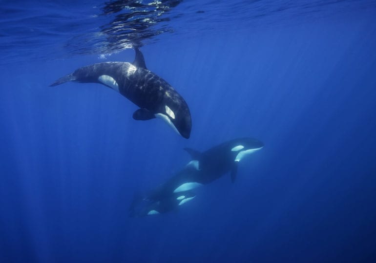 Orca-Angriffe auf Segelboote geben Rätsel auf