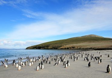 Segeltörn Falklandinseln: Raue Natur und viele Pinguine